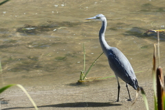 Ardea cinerea