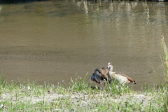 Alopochen aegyptiaca