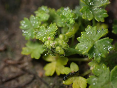 Hydrocotyle foveolata