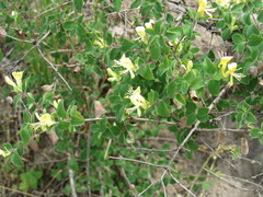Lonicera iberica