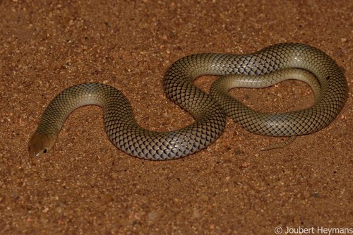 Reticulated Centipede-Eater