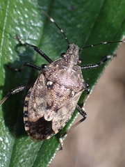 Dalpada nodifera
