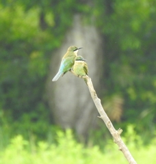 Merops philippinus