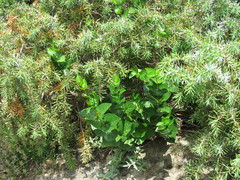 Vincetoxicum funebre