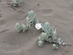 Convolvulus persicus