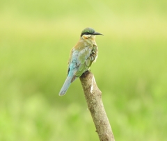 Merops philippinus