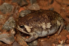 Breviceps adspersus