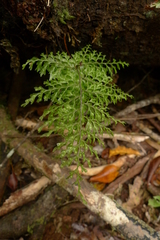 Hymenophyllum deplanchei