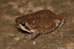 Breviceps adspersus