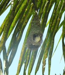 Ploceus philippinus