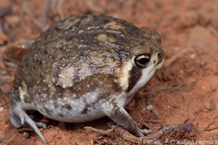 Breviceps adspersus