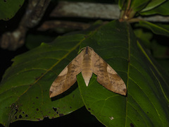 Clanis bilineata