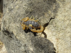 Olivierus caucasicus