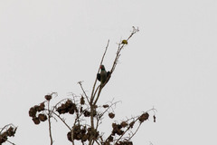 Psittacula columboides