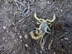 Olivierus caucasicus