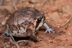 Breviceps adspersus