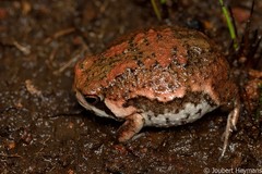 Breviceps mossambicus