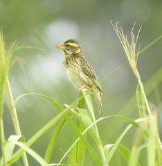 Ploceus manyar