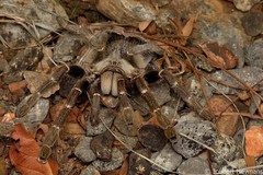 Ceratogyrus darlingi