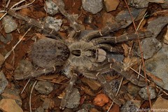 Ceratogyrus darlingi