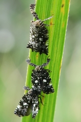 Elasmoscelis perforata