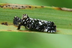 Elasmoscelis perforata