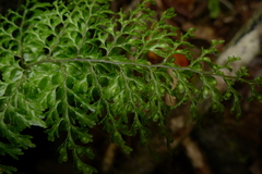 Hymenophyllum deplanchei
