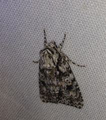 Acronicta marmorata