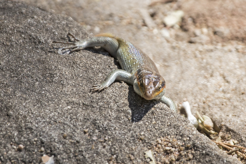 Rainbow Skink, photo 7 of 10