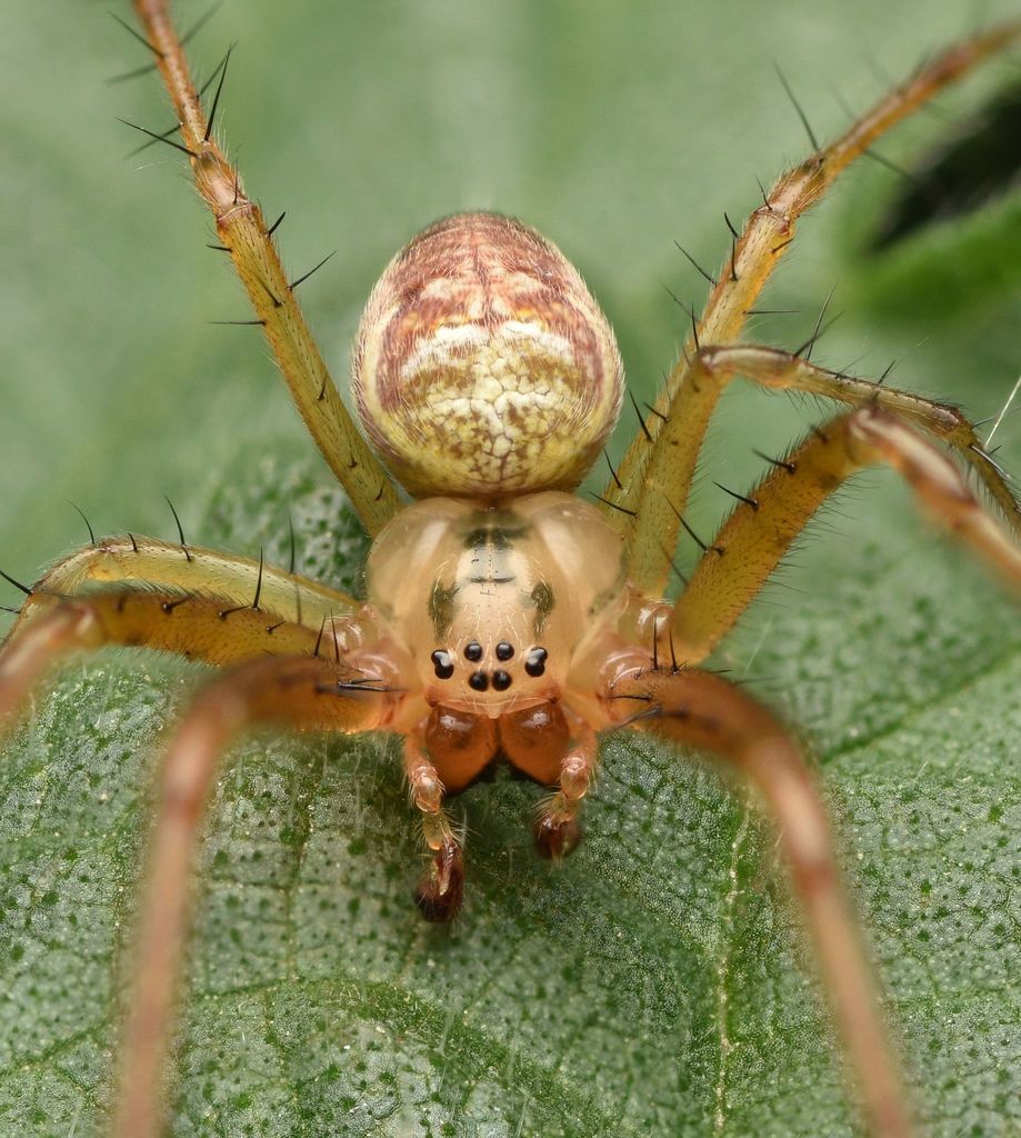 Eurasian Armoured Long-jawed Spider, photo 1 of 7