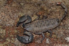 Cheloctonus intermedius