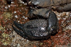 Cheloctonus intermedius