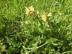 Pedicularis sibthorpii