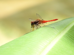 Rhodothemis rufa