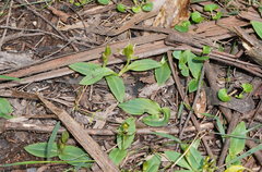 Chiloglottis jeanesii