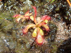 Drosera acaulis