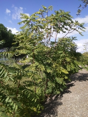 Ailanthus altissima