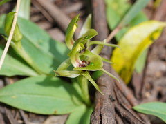 Chiloglottis jeanesii