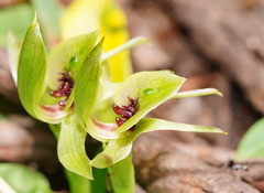 Chiloglottis jeanesii