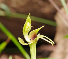 Chiloglottis jeanesii