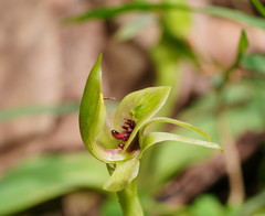 Chiloglottis jeanesii
