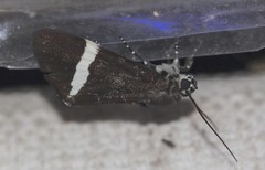 Coenotoca subaspersa