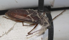 Cacodacnus planicollis