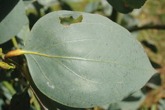 Eucalyptus pauciflora