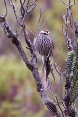 Leptasthenura andicola