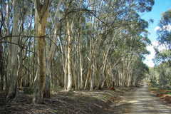Eucalyptus pauciflora