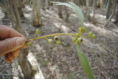 Eucalyptus pauciflora