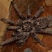Common Trapdoor Baboon Spider - Photo (c) Joubert Heymans, some rights reserved (CC BY-NC-ND), uploaded by Joubert Heymans