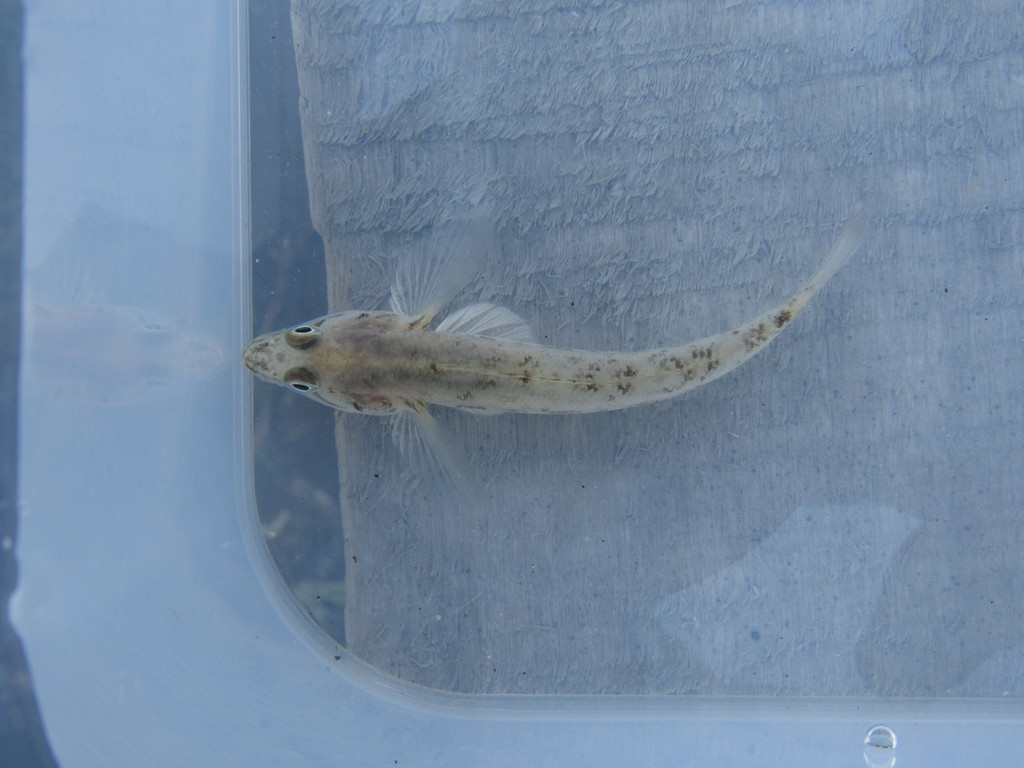 Long-Tailed Dwarf Goby