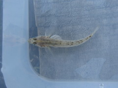 Long-Tailed Dwarf Goby photo 1